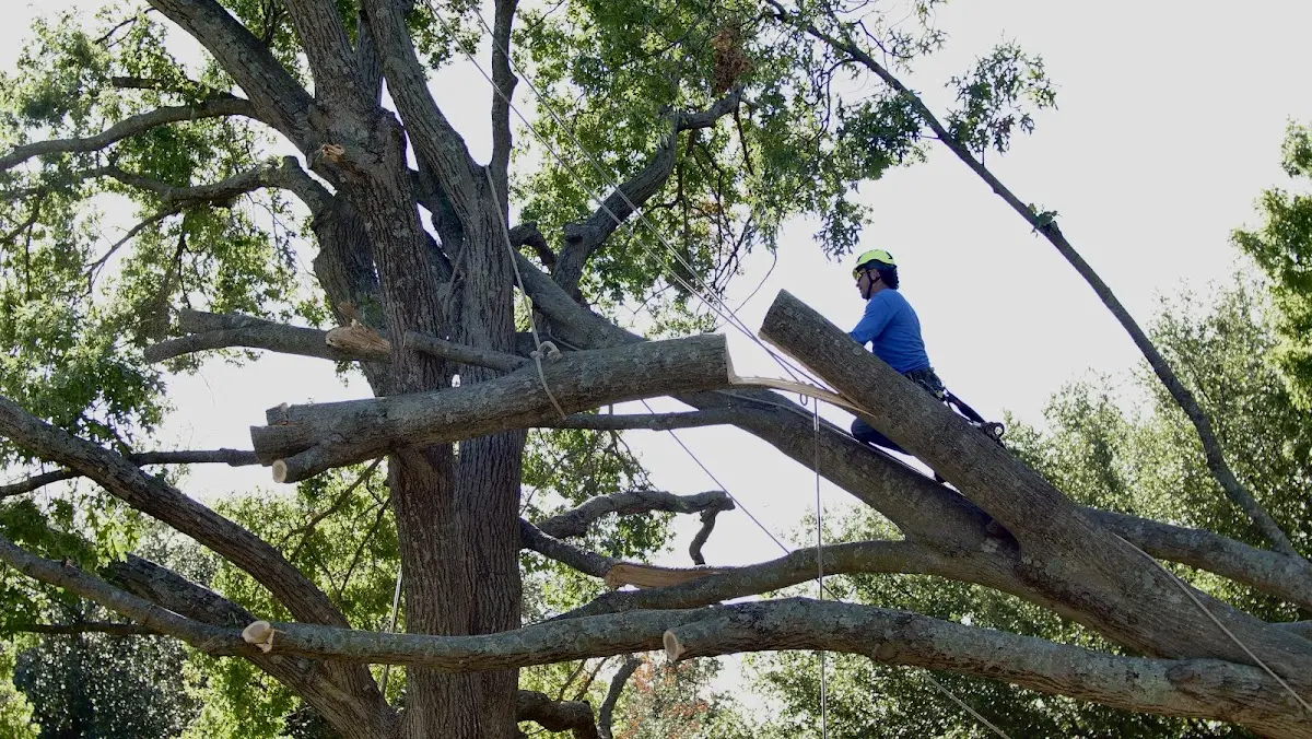 Professional Hazardous Tree Removal performed by certified arborists in Emma